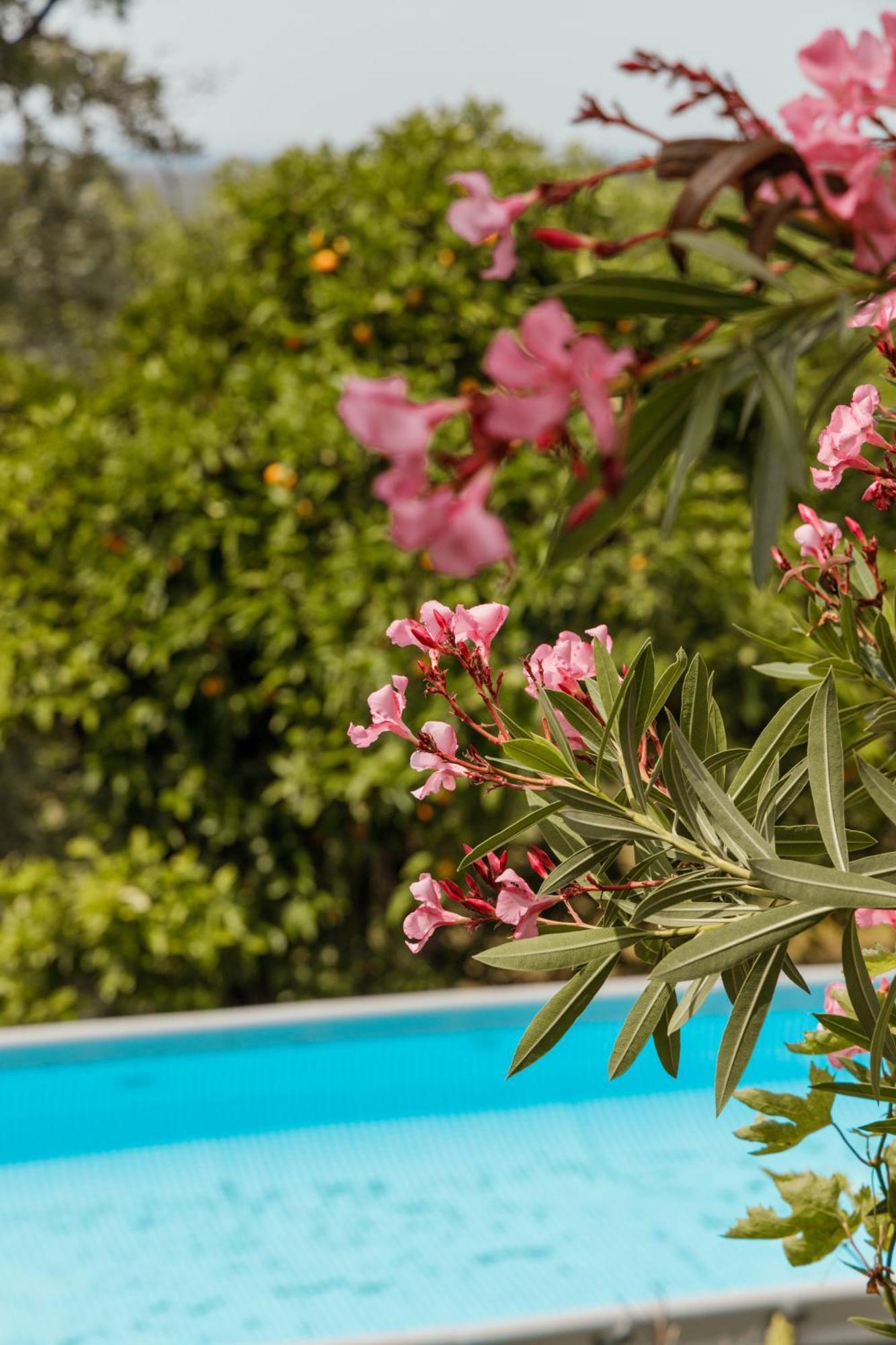 Casa Rural En Candeleda Con Piscina Y Un Maravilloso Jardin Zewnętrze zdjęcie